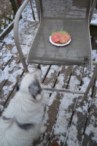 Simple Sugar Cookie Cheyenne checking out the goodies