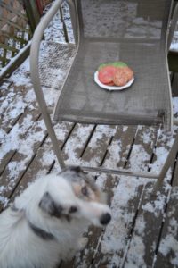 Simple Sugar Cookie Cheyenne checking out the goodies