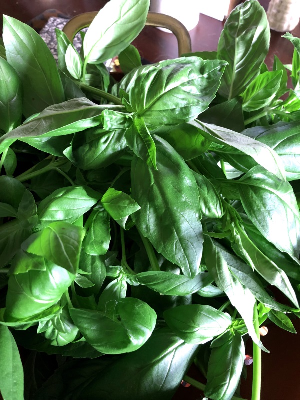 Fresh basil in a bowl just picked from the garden. www.ApronFreeCooking.com