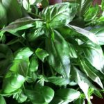 Fresh basil is the first ingredient in Walnut Basil Pesto from www.ApronFreeCooking.com