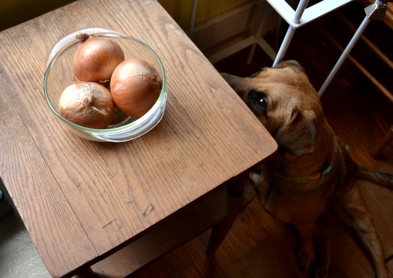 Laura the dog assistant judging the lighting on the onions