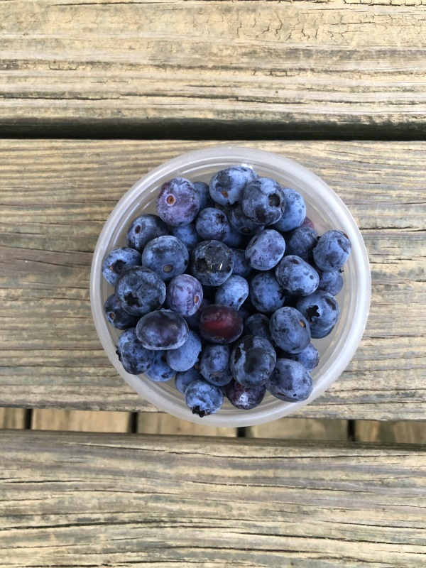 Blueberry Cornbread Muffin Ingredients Blueberries overhead view of berries in clear plastic container on wood background